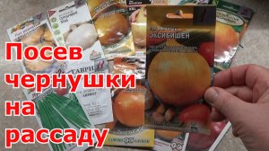 Репчатый лук из семян за одно лето. Посев лука чернушки на рассаду. Сорта лука: Эксибишен и другие