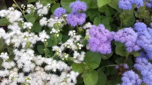 Мой сказочный агератум! Цветение агератума смотреть онлайн