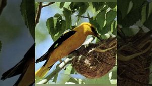 Лесные домишки. Виталий Бианки