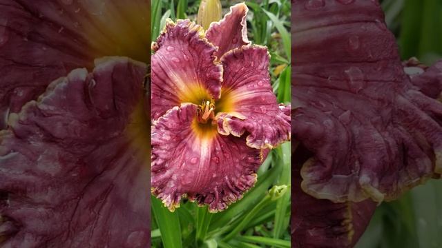 лилейник Blue Abyss (F.Smith-P.Harry, 2001) смотреть онлайн