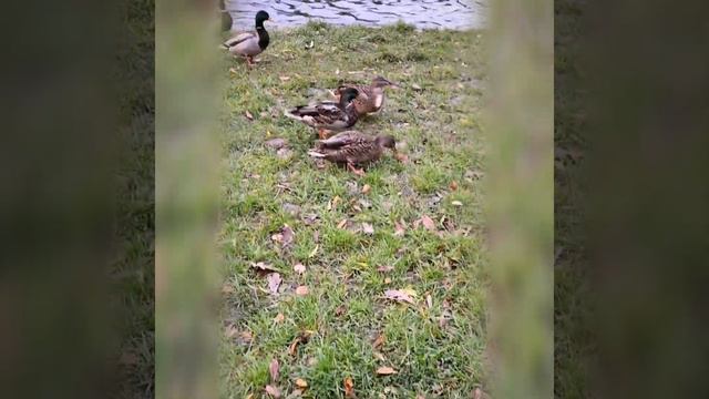 Графский пруд 2021 смотреть онлайн