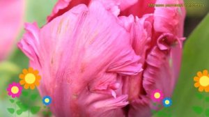 Тюльпан обыкновенный Вайберс Пэррот Пинк. Краткий обзор, описание tulipa Weber's Parrot Pink