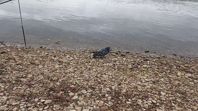 Рыбалка в Серпухове на Оке, июнь 2022 смотреть онлайн