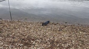 Рыбалка в Серпухове на Оке, июнь 2022