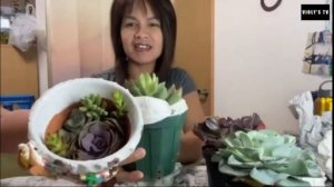 KOREAN SUCCULENTS UNBOXING/ Violy's tv