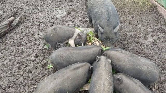 ? ЖИВУТ в ДЕРЬМЕ ? ВЬЕТНАМСКИЕ ? в нашем хозяйстве. ЧЕМ КОРМИМ_ Нашла пропажу?. Зима ушла?