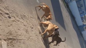 Бой 2 собаки рвут одну пит став алабай немец