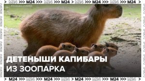 Москвичам показали кадры детенышей капибары из столичного зоопарка - Москва 24