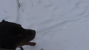 Отучаем собаку Ротвейлер подбирать еду с земли