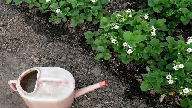 ЧЕМ ПОДКОРМИТЬ КЛУБНИКУ ВО ВРЕМЯ ПЛОДОНОШЕНИЯ
