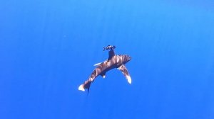 Oceanic whitetip shark. Длиннокрылая акула