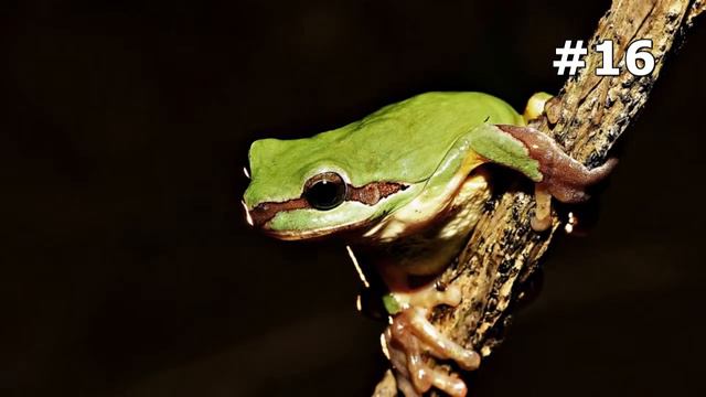 #16. Насекомые (В мире животных) смотреть онлайн