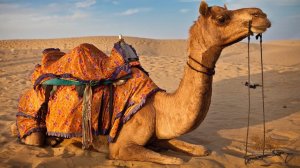 ЗАЧЕМ РАЗВОДЯТ ВЕРБЛЮДОВ?