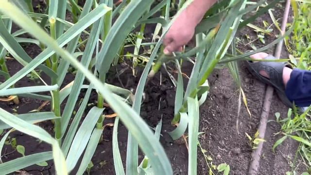 Не еда, а произведение искусства ??Готовит Лихацкий младший ? смотреть онлайн