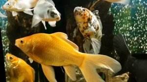 Мой аквариум с кометами и карпами кои на 400 литров