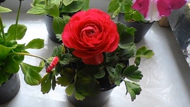 Красивые садовые цветы.