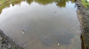 Домашние карпы. Пруд на участке для разведения рыбы, выращивание карпа.