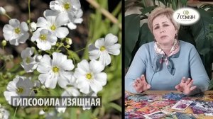 7 НЕПРИХОТЛИВЫХ ОДНОЛЕТНИКОВ, КОТОРЫЕ ЦВЕТУТ ВСЕ ЛЕТО / 7 семян