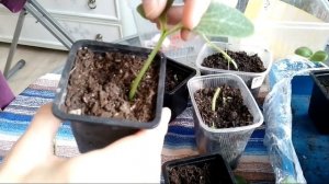 Прививка дыни на подвой Ферро методом "в расщеп", копулировкой не получилось ☹️