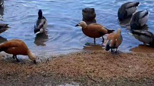 Рыжие скандалистки на озере