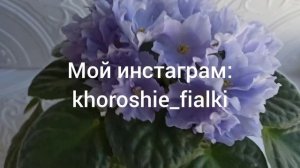 Фиалка РМ- Голубой Небосвод.