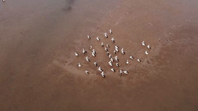 Пеликан. За кулисами жизни королей неба смотреть онлайн