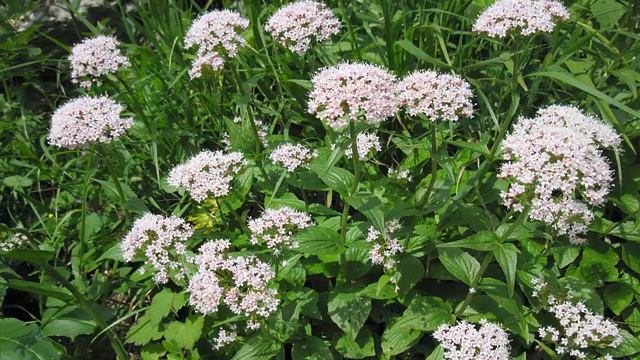 КАК ОЧИСТИТЬ СОСУДЫ ВАЛЕРИАНОЙ И СЕМЕНАМИ УКРОПА .Лечебные свойства валерианы и семян укропа. смотреть онлайн