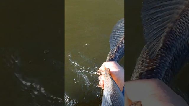 Калининградский залив. Отчёты смотреть онлайн