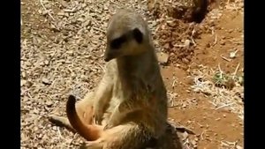 Смешные Животные Забавный Сурикат