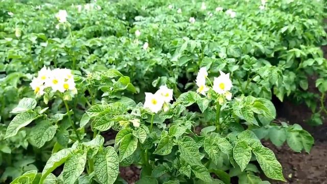 КАК НАВСЕГДА ИЗБАВИТЬСЯ ОТ КОЛОРАДСКОГО ЖУКА НА КАРТОШКЕ.САМЫЙ ПРОСТОЙ И ЭФФЕКТИВНЫЙ МЕТОД БОРЬБЫ. смотреть онлайн