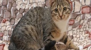 Тигровая кошка: описание и названия популярных пород