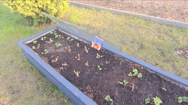 Дачный влог/Кто хозяин дачи?Весенние работы на участке. смотреть онлайн