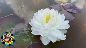 Нимфея Charm (Шарм) кувшинка, waterlily, водные растения, пруд