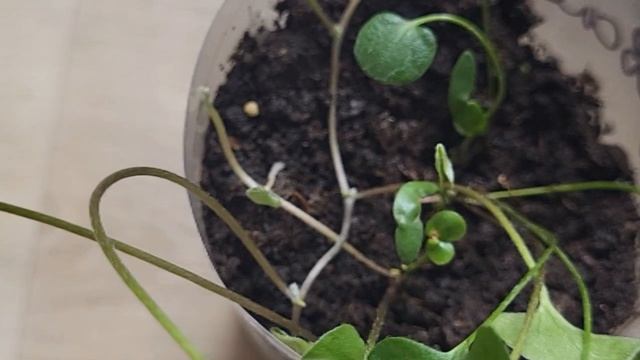 КАК СФОРМИРОВАТЬ ДИХОНДРУ ЧТОБЫ КУСТ БЫЛ ПЫШНЫМ/ВЕРТИКАЛЬНОЕ ОЗЕЛЕНЕНИЕ