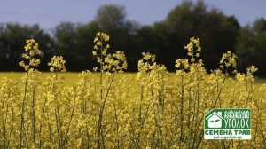 Рапс: особенности сельскохозяйственной культуры