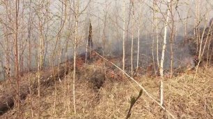 250 га леса горит в Братском районе  Дымка от пожара объяла город