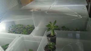 Почему черенки гортензии тормозят в развитии? Что делать?