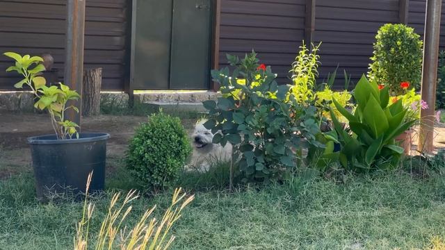 HARVESTING BEANS IN THE VILLAGE! GRANNY COOKING BEST DELICIOUS MEATLESS DISH | FARAWAY RURAL VILLAG смотреть онлайн