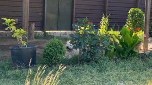 HARVESTING BEANS IN THE VILLAGE! GRANNY COOKING BEST DELICIOUS MEATLESS DISH | FARAWAY RURAL VILLAG