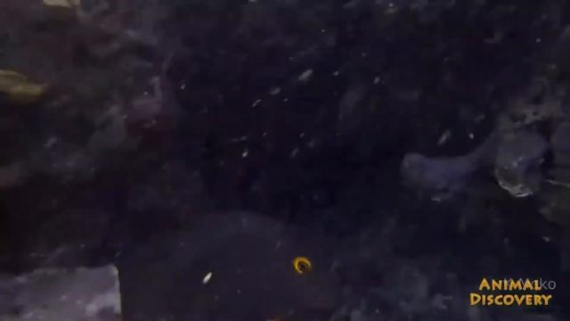 Fish in the ocean - Рыба плавает в океане смотреть онлайн