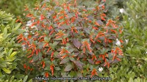 Куфея — посадка и уход в открытом грунте