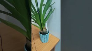 Phragmipedium Caudatum (Фрагмапедиум каудатум)