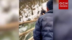 Мастер кунг-фу подрался с обезьянами и попал на видео