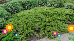 Можжевельник казацкий Буффало. Краткий обзор, описание характеристик juniperus sabina Buffalo