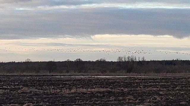 Гуси лен.область апрель . Поля заполнены гусями . смотреть онлайн