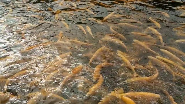 Янтарная форель смотреть онлайн