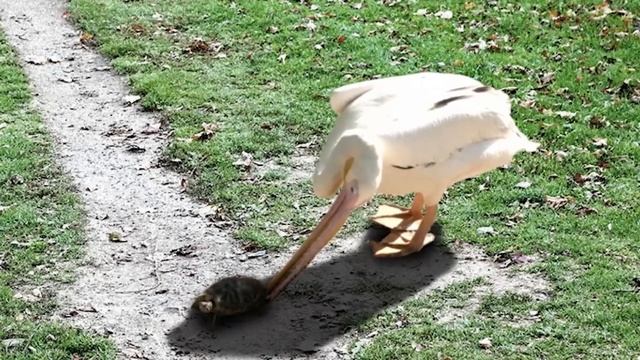 The Biggest Mistake a Pelican Can Make смотреть онлайн