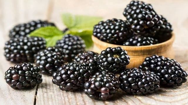 ПОСАДКА И ВЫРАЩИВАНИЕ ЕЖЕВИКИ