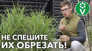 ЗЛАКИ БУДУТ УКРАШАТЬ САД ДАЖЕ ЗИМОЙ! НЕ обрезайте их осенью!