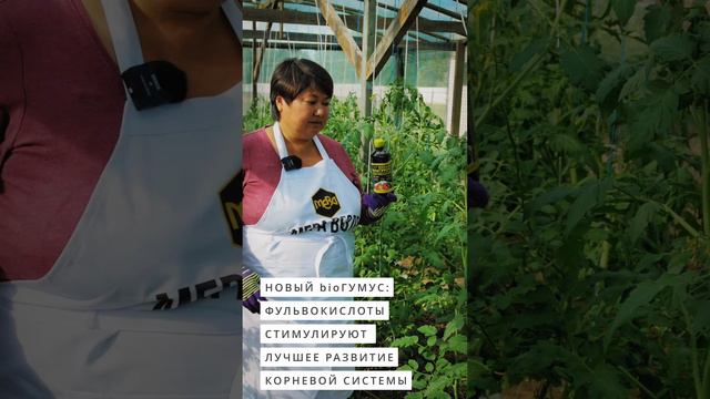 БиоГУМУС для томатов - крутая штука.  #дача #огород #сад #garden #овощи #томаты #гумат #биогумус